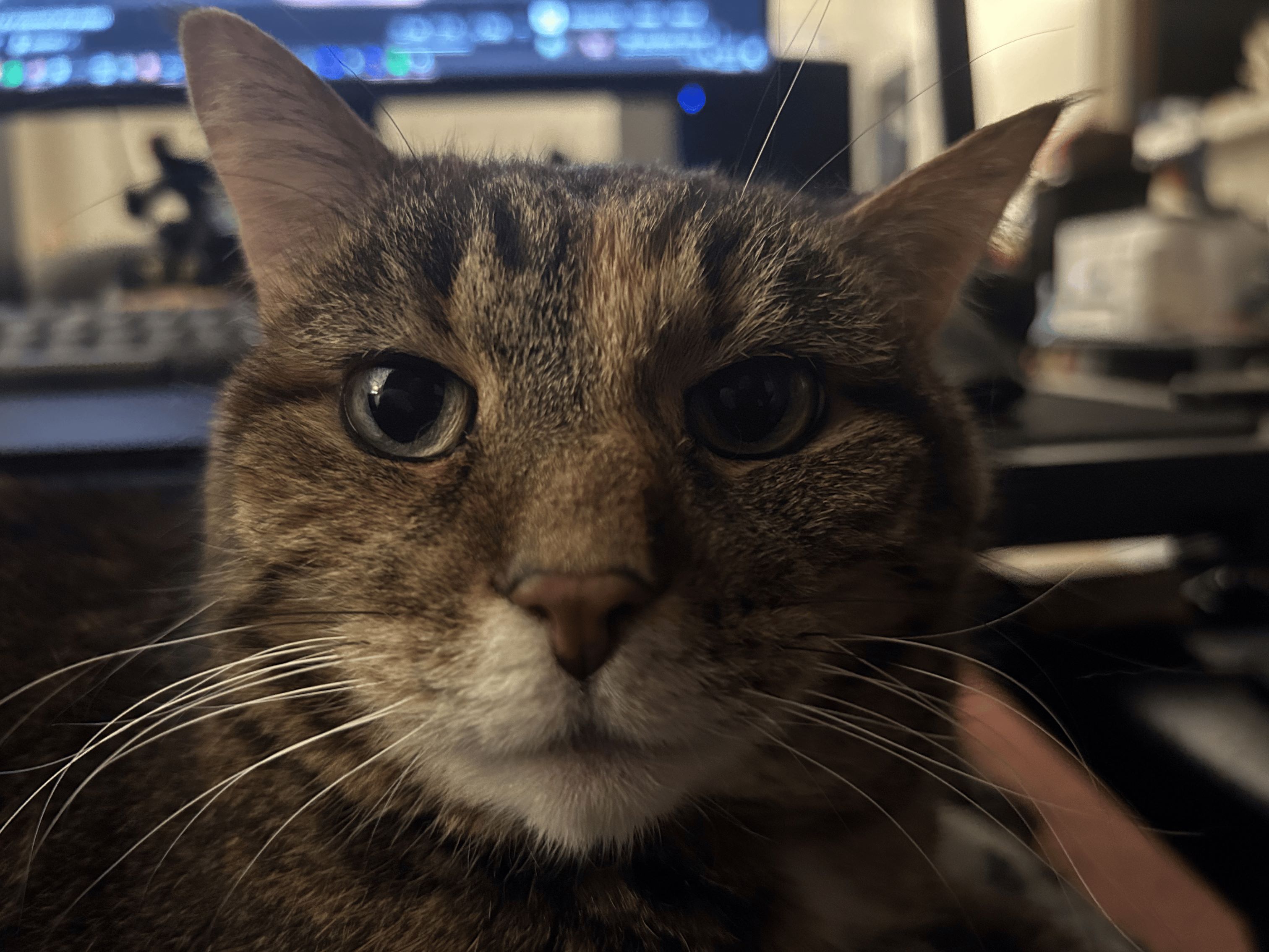 Image of a tabby cat with big, large eyes staring at the camera extremely close.